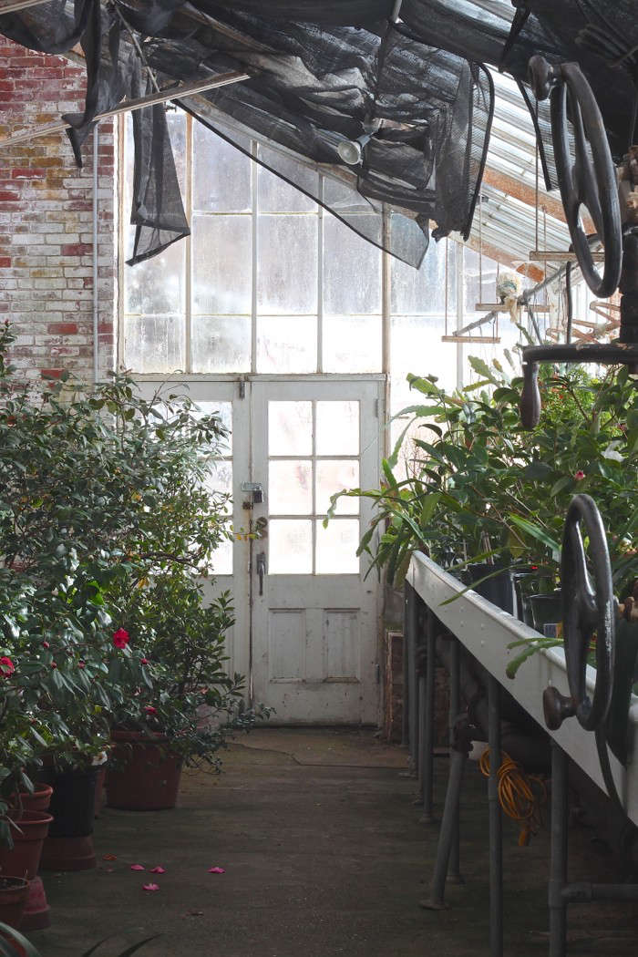 The Cult of the Wild Camellia Gardenista